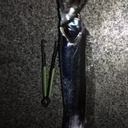 タチウオいい感じ