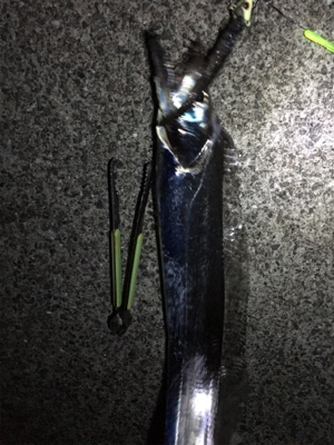 タチウオいい感じ