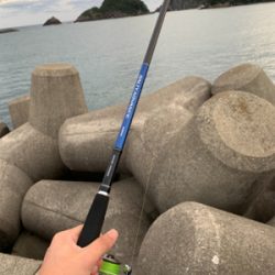 サゴシ入れ食い