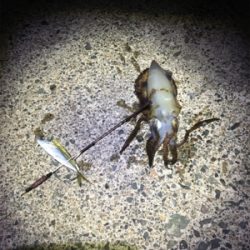 新子アオリがたべたくて