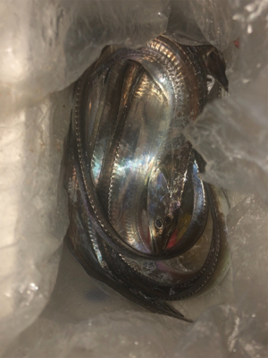 タチウオ爆釣！