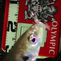 アジング練習20