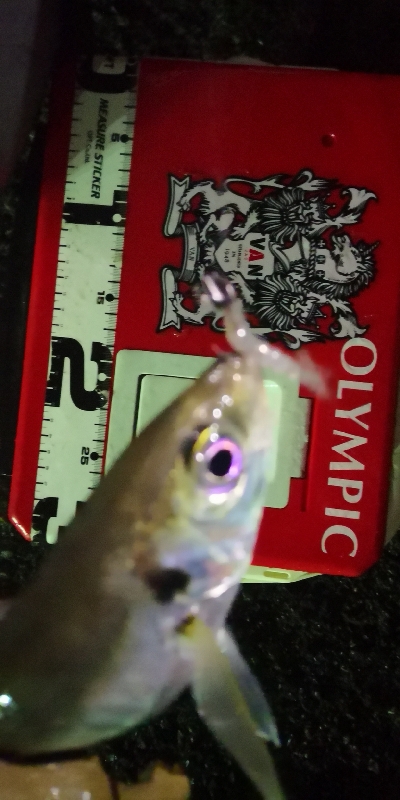 アジング練習20