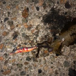 ナイトエギング