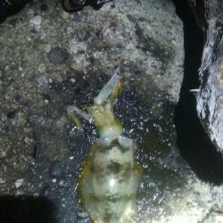 アオリイカ6杯! 釣り場ゴミ多し!!