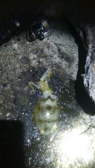 アオリイカ6杯！　釣り場ゴミ多し！！