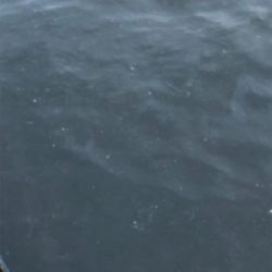 神戸湾奥でハマチ!?