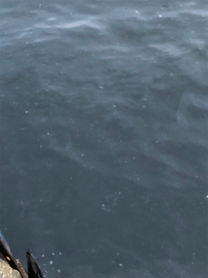 神戸湾奥でハマチ!?