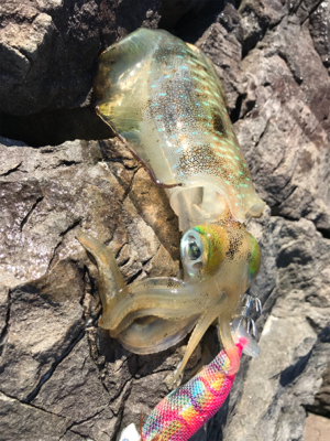 新子と遊んでもらおう！