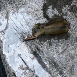 爆風釣行２日目