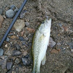 今日も子バス釣り