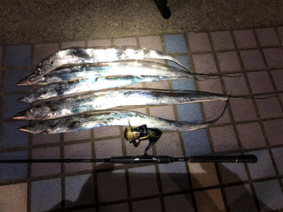 朝夕のタチウオ2ラウンド