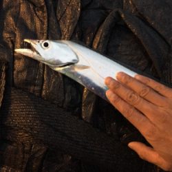 タチウオまずまず