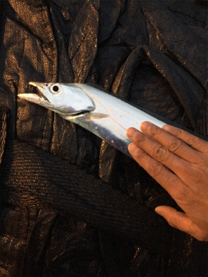 タチウオまずまず