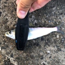 サヨリ狙いのはずが