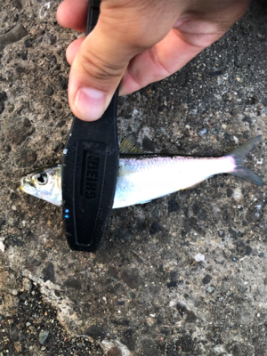 サヨリ狙いのはずが