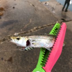 ライトショアジギング