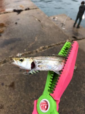 ライトショアジギング