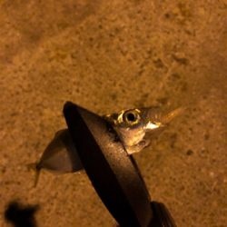 仕事帰りアジング♫