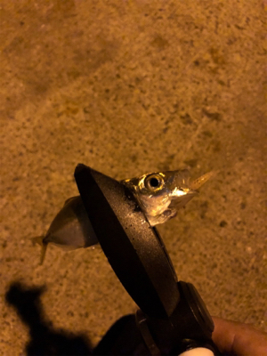 仕事帰りアジング♫