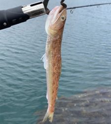 釣り強化合宿にて…