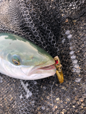 サゴシにハマチ神戸湾奥も賑わってきた