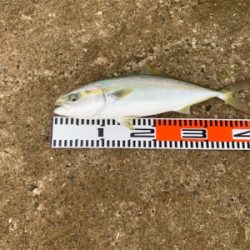 太刀魚＆ハマチ