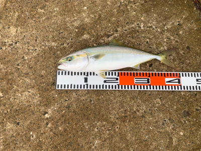 太刀魚＆ハマチ