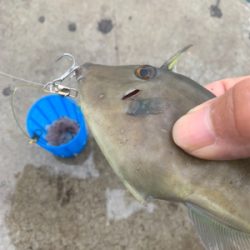 アジ、ハギ大量!イカ丸見え!