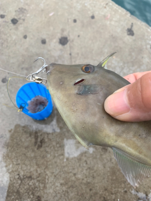 アジ、ハギ大量!イカ丸見え!