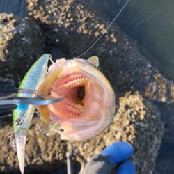 シーバスデイゲーム!