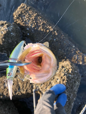 シーバスデイゲーム!