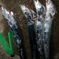 サイズがええ、、