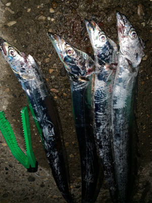 サイズがええ、、