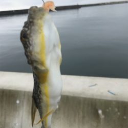 生イキくん最強!