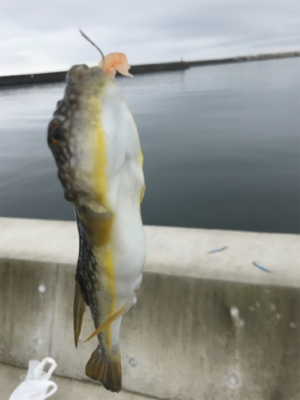 生イキくん最強!