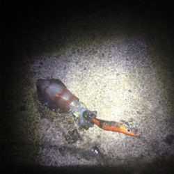 アオリちゃんとの駆け引き