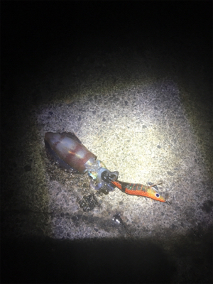 アオリちゃんとの駆け引き