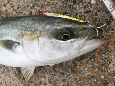 タイミングを捉えてタチウオ！とハマチ。