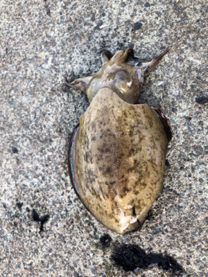 エギングリベンジ