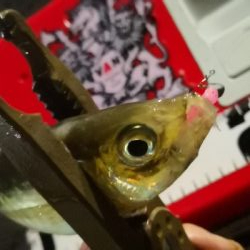 アジング練習22