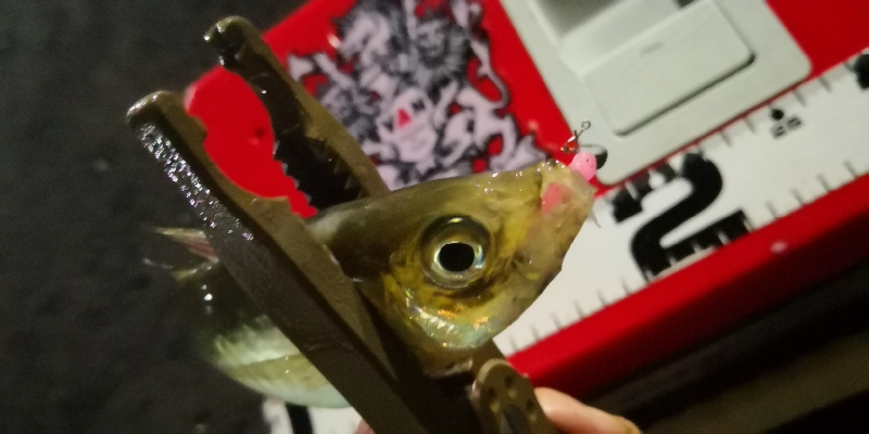 アジング練習22