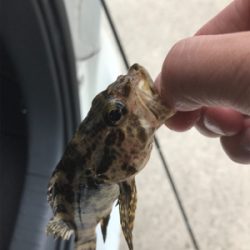 爆風ライトゲーム