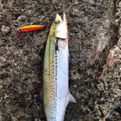 美味しいサゴシゲット^_^♪