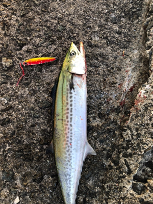 美味しいサゴシゲット^_^♪