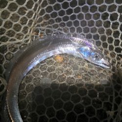 ワインドで鱧ゲット