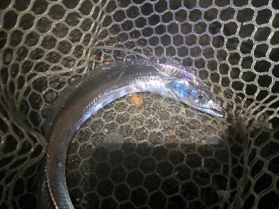 ワインドで鱧ゲット