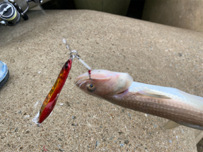 エソパーティー