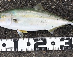 神戸湾奥　ハマチツバスハマチ