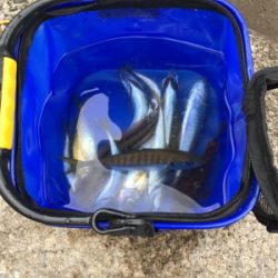 アジ ガシラ ベラ